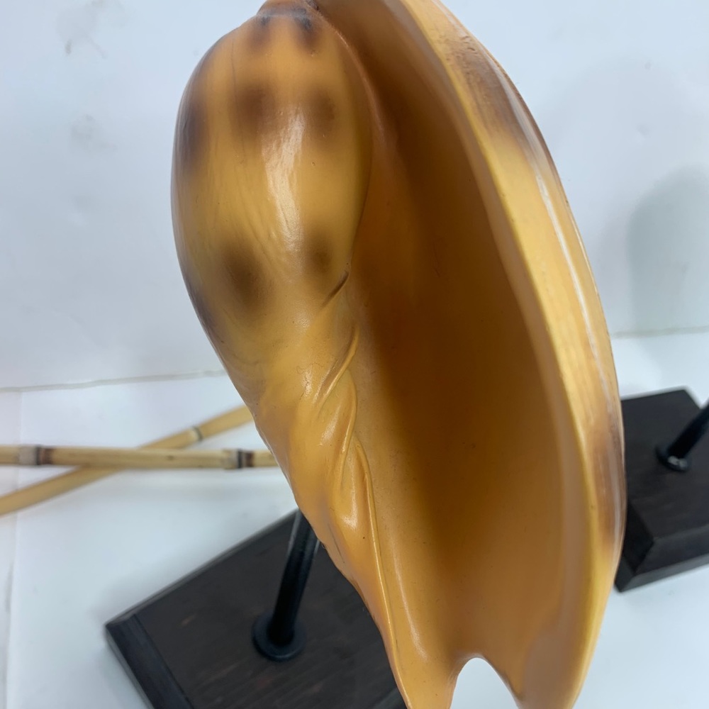 Shell Decor - Picture 8 of 8